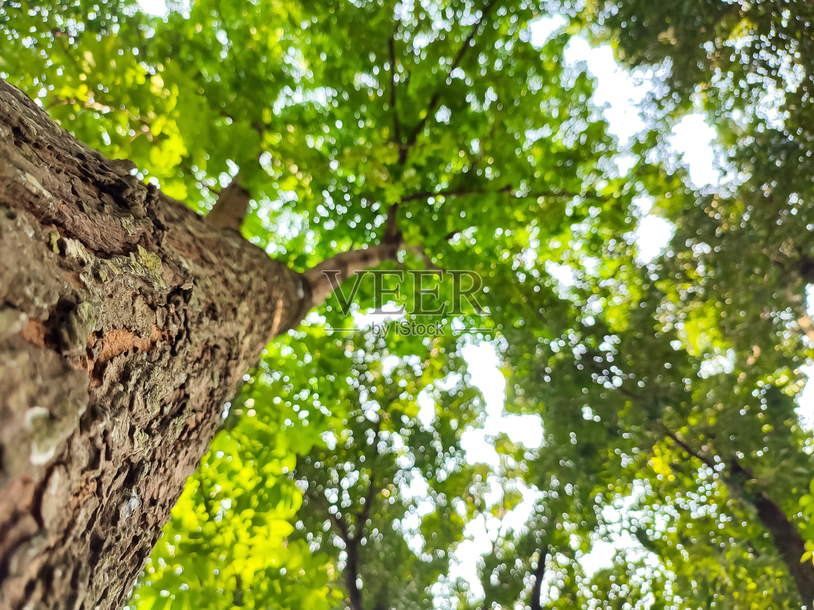 上树照片摄影图片