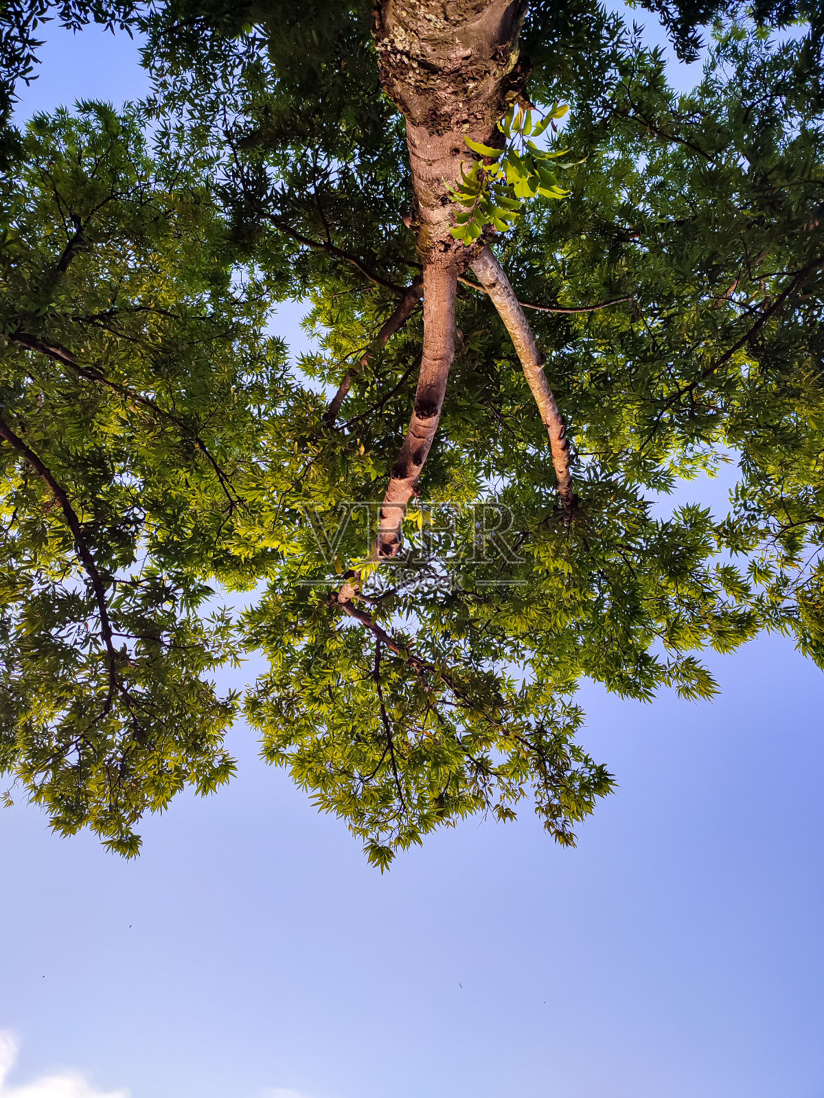 上树照片摄影图片