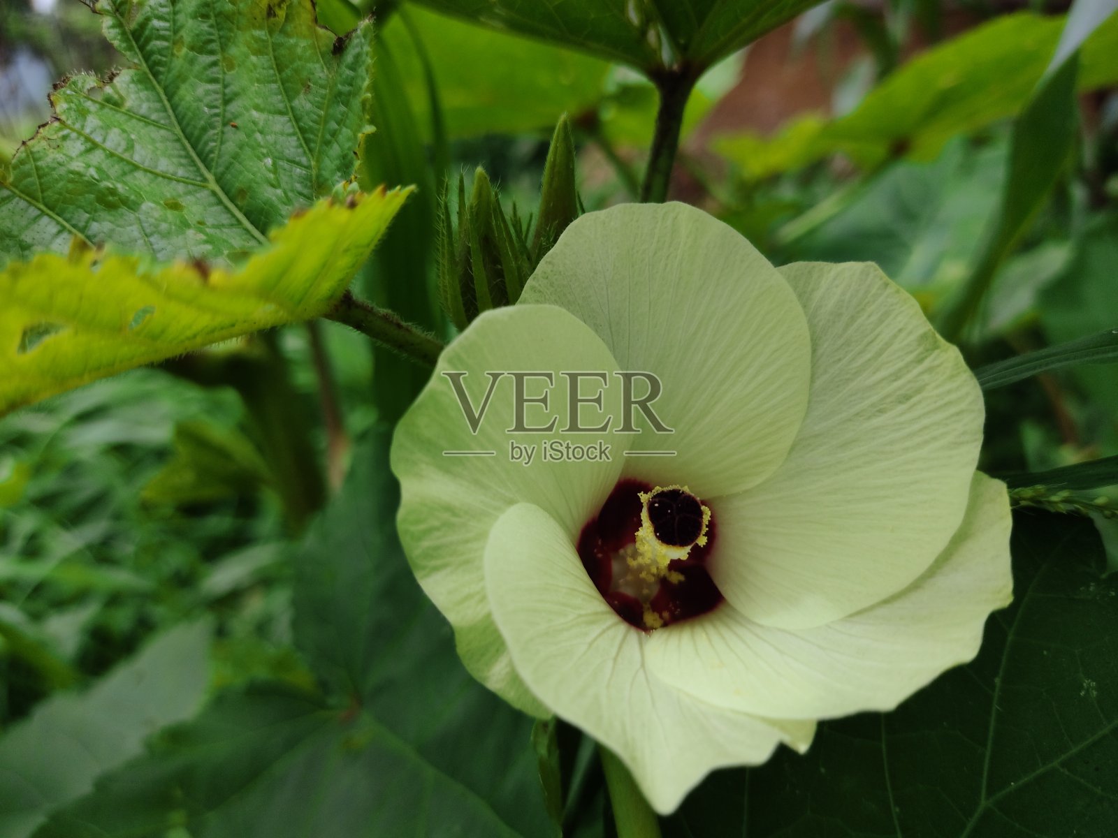 手指花，天然绿色，无脊秋葵花照片摄影图片