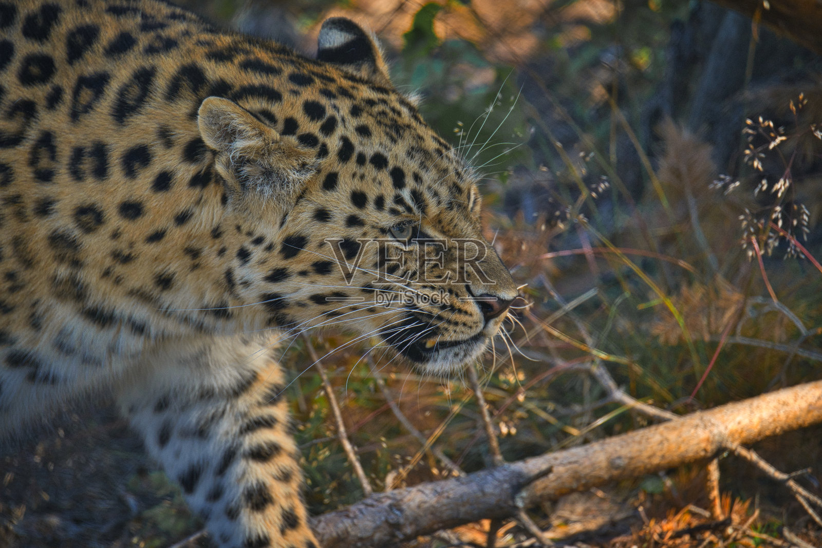 愤怒的豹子肖像照片摄影图片