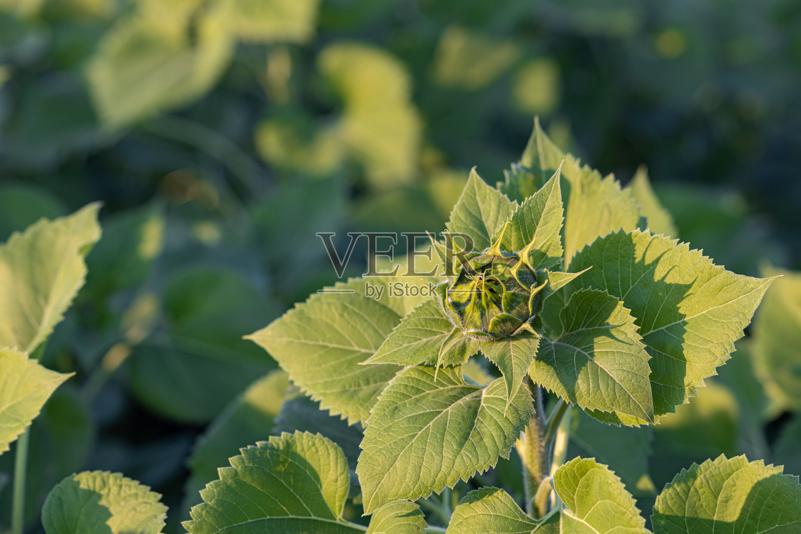 一棵未开放的向日葵幼苗矗立在田野里照片摄影图片