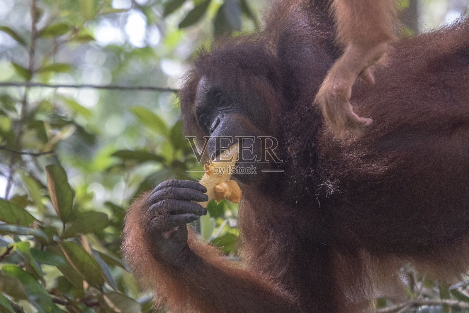 野生婆罗洲的猩猩照片摄影图片