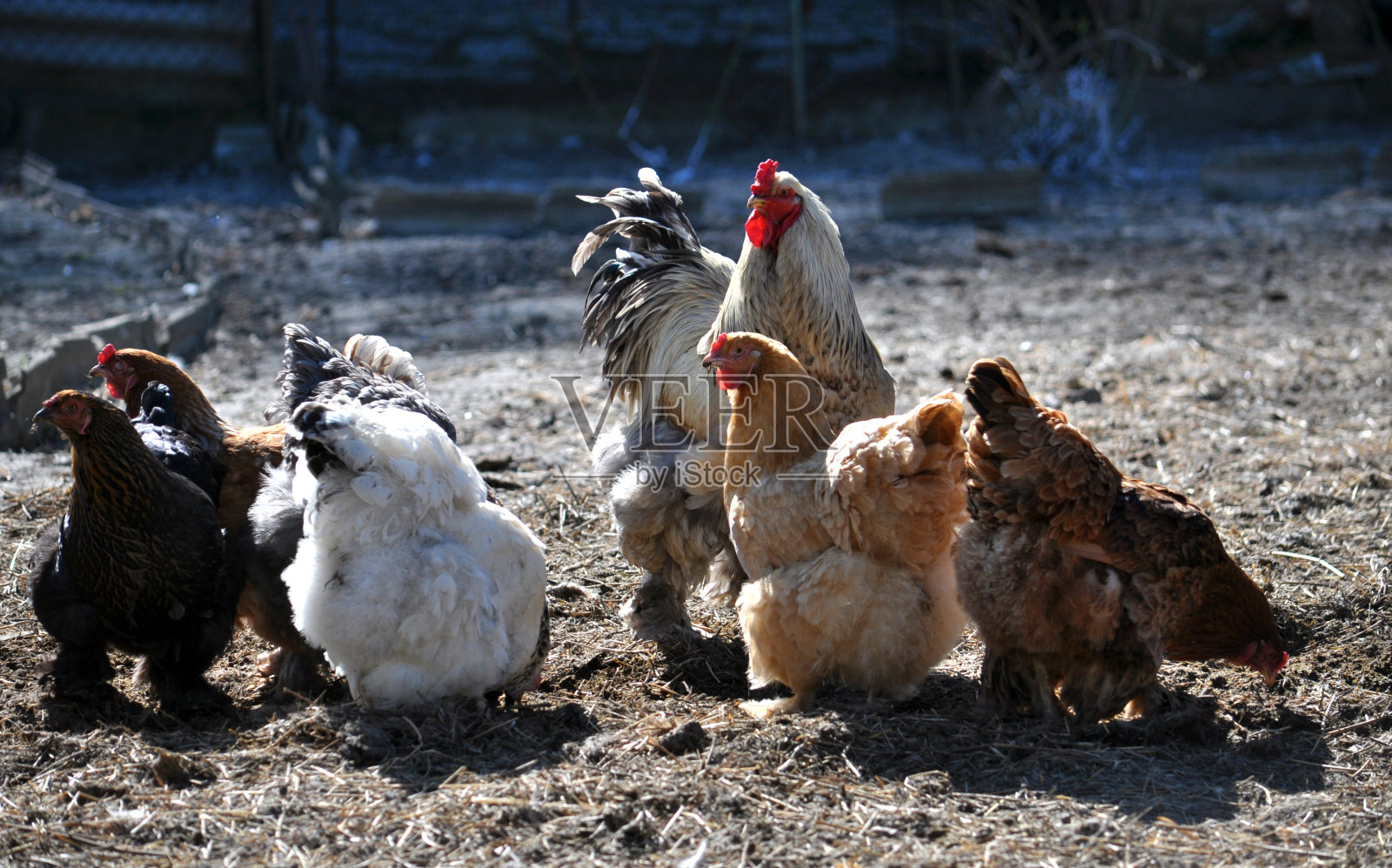 一小群鸡和一只公鸡照片摄影图片