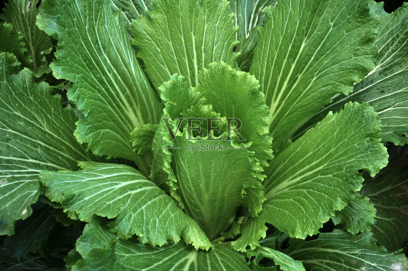 空地上的北京大白菜照片摄影图片