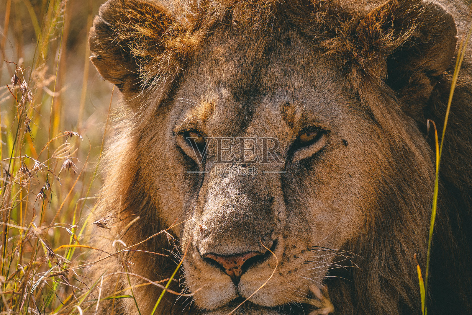 狮子,马拉,肯尼亚照片摄影图片