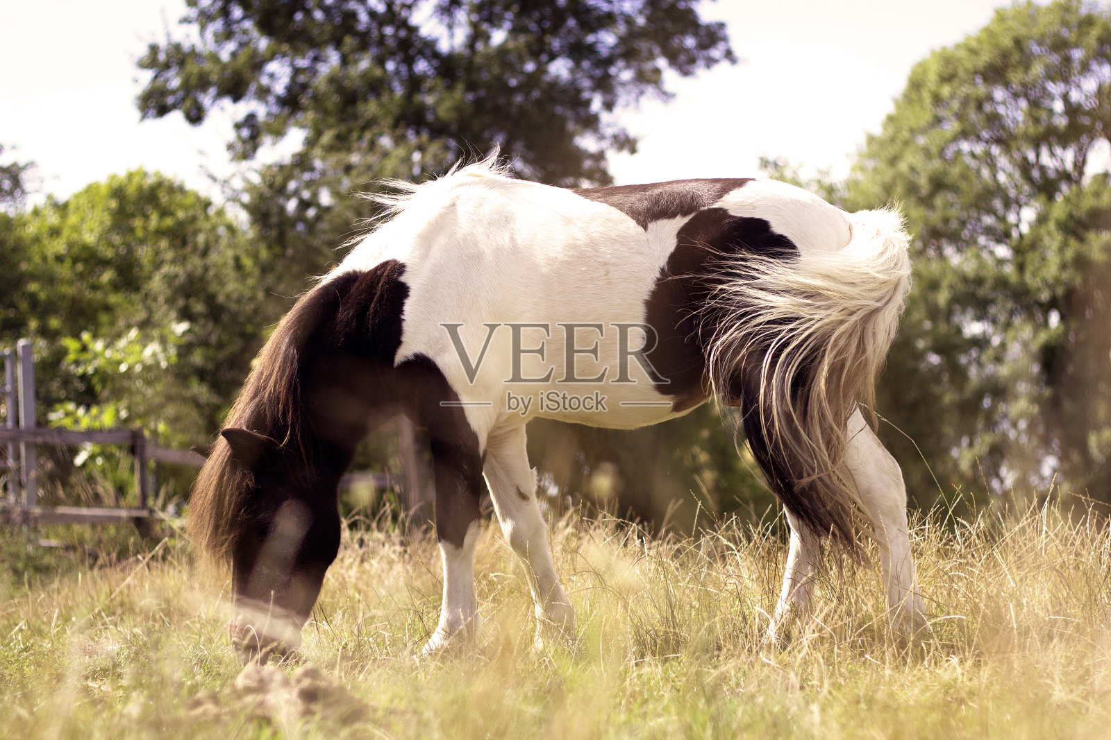田野里的小马照片摄影图片