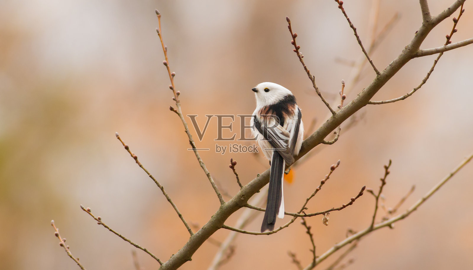 长尾山雀，尾尾山雀。森林里的秋天的早晨。美丽的小鸟坐在树枝上照片摄影图片