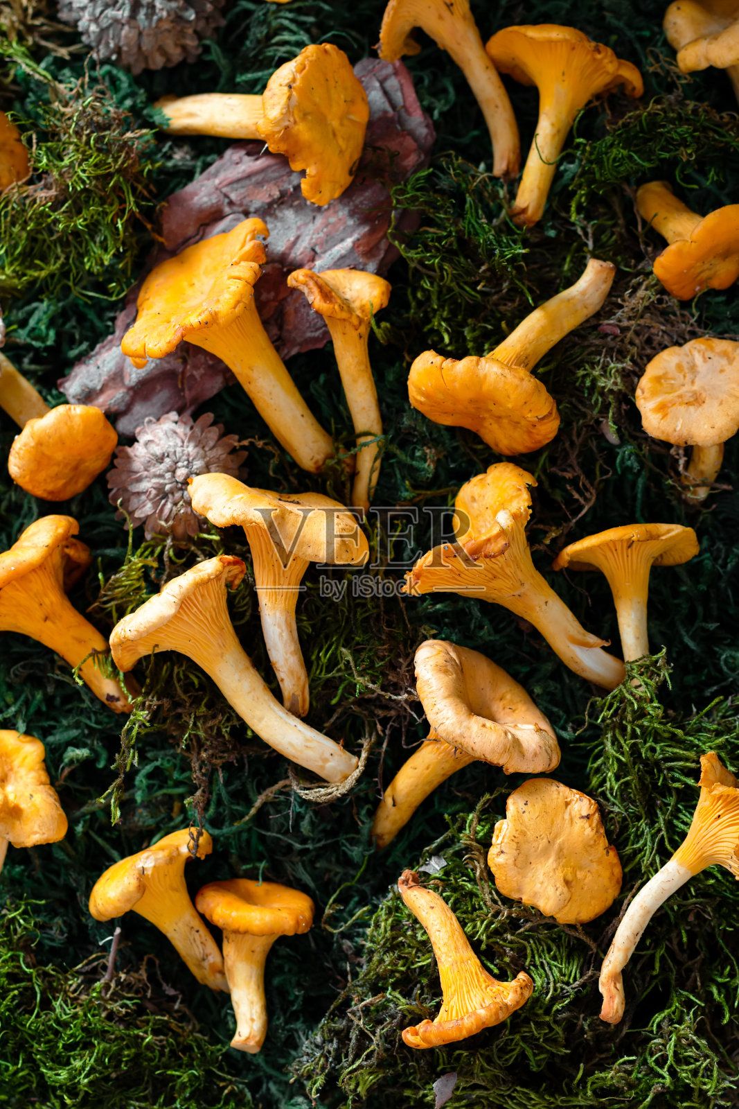 秋天的背景与鸡油菌，松果和苔藓照片摄影图片