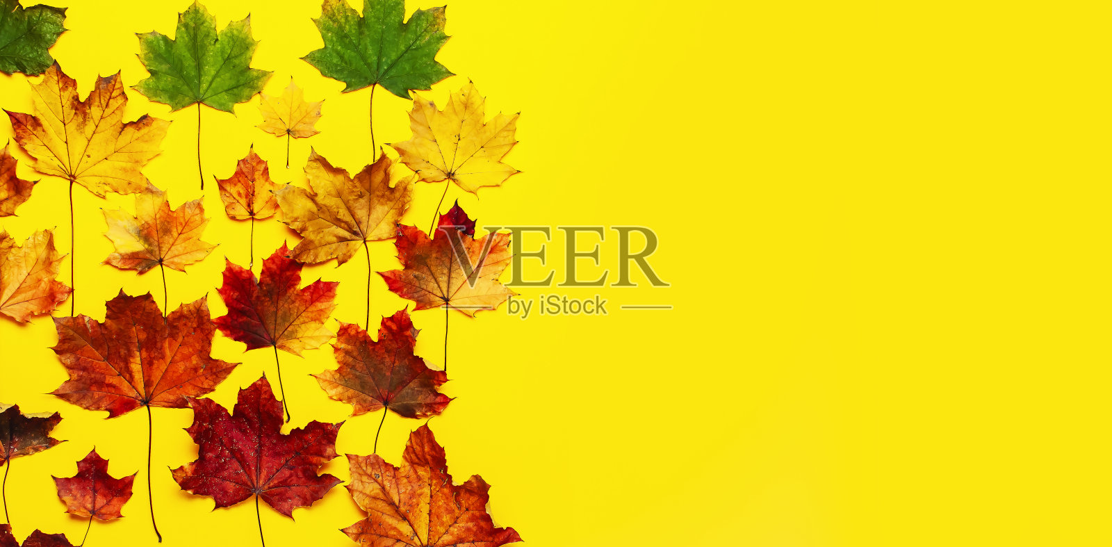 秋天的成分。多色的绿色，黄色，红色枫叶孤立在黄色的背景。平铺，俯视图，拷贝空间。秋天的概念。秋天的背景。创造性的季节布局照片摄影图片