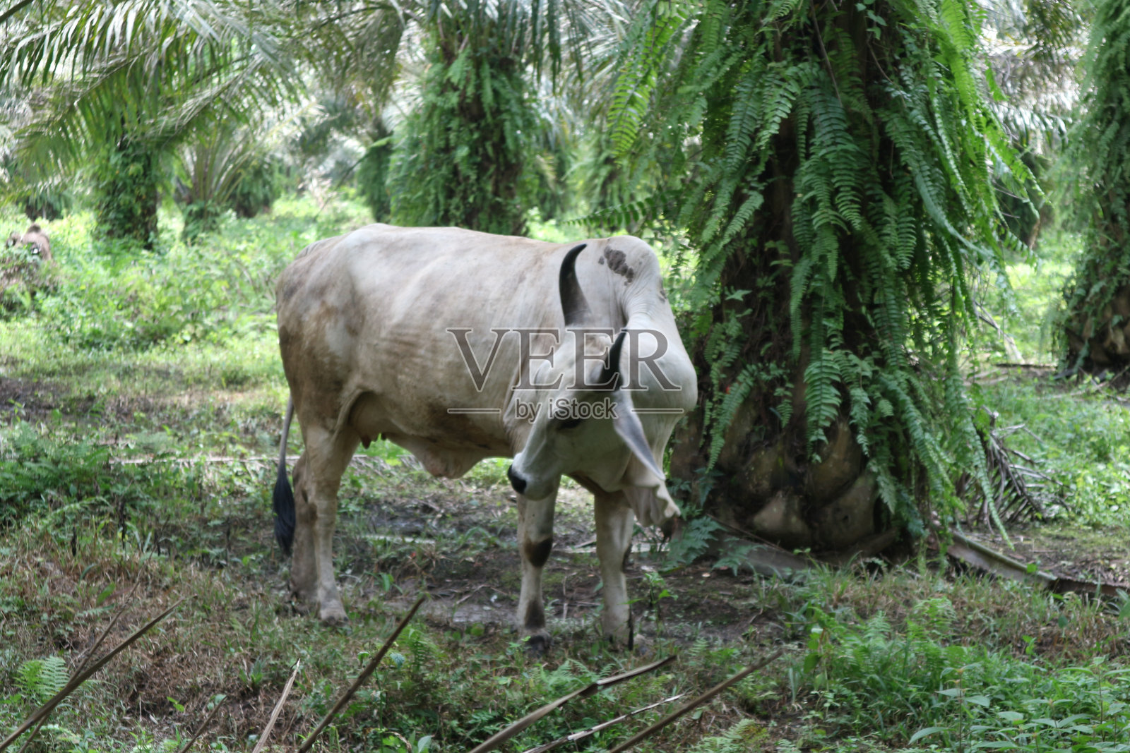 白牛照片摄影图片