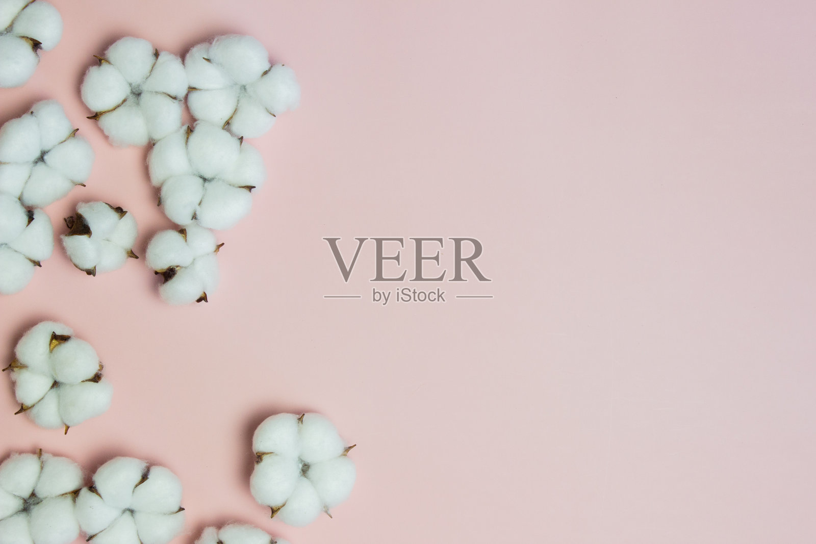 棉花花在粉红色的背景与复制空间。照片摄影图片