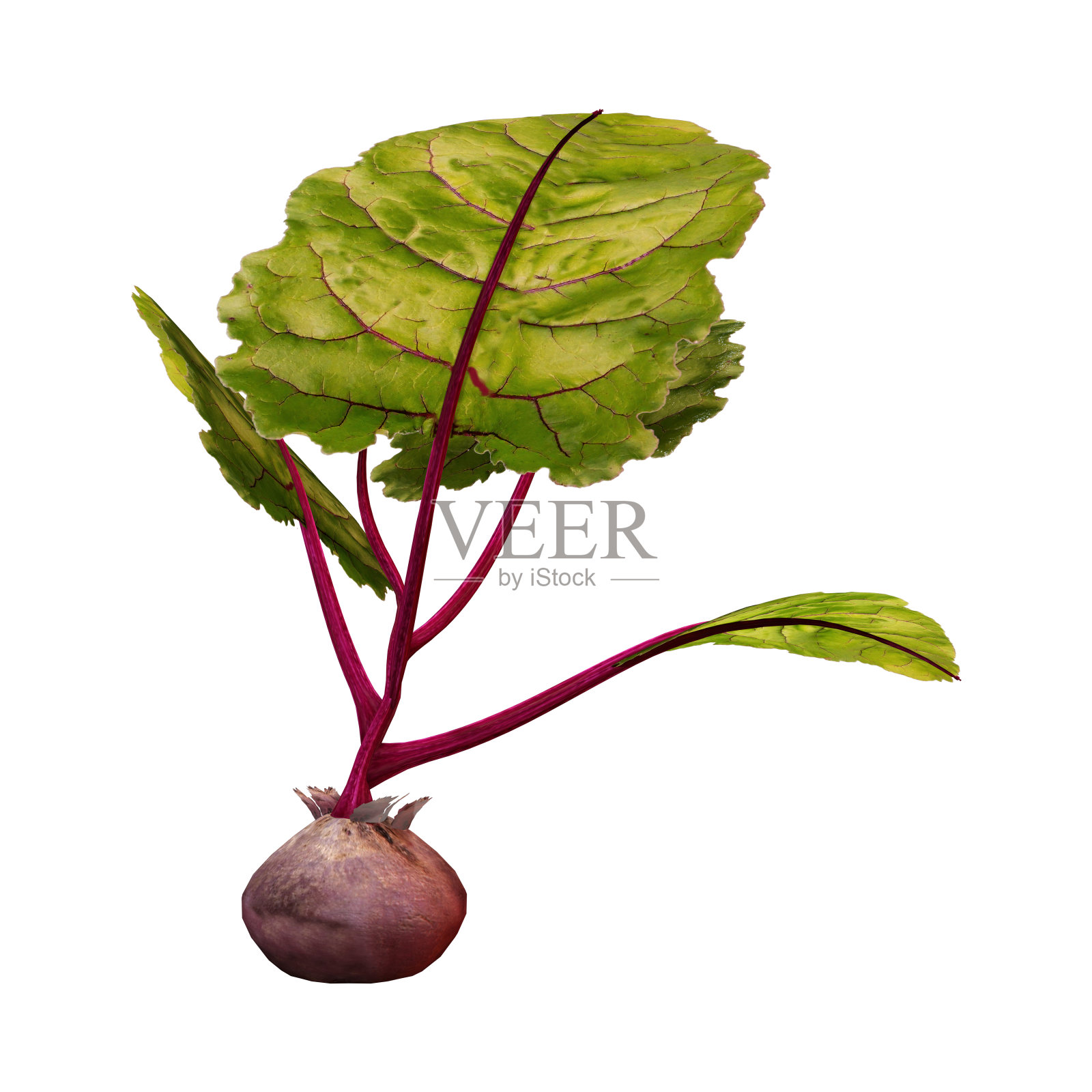 3D渲染甜菜植物在白色上照片摄影图片