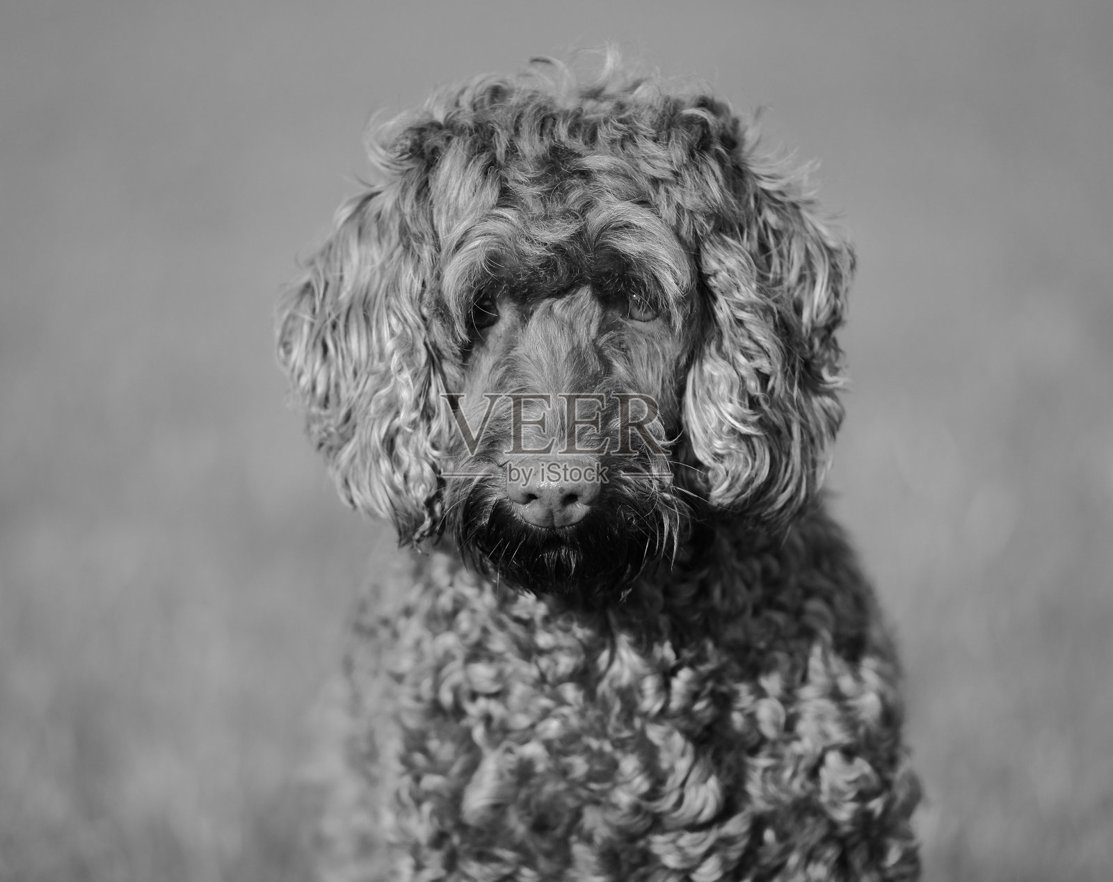 拉布拉多犬照片摄影图片