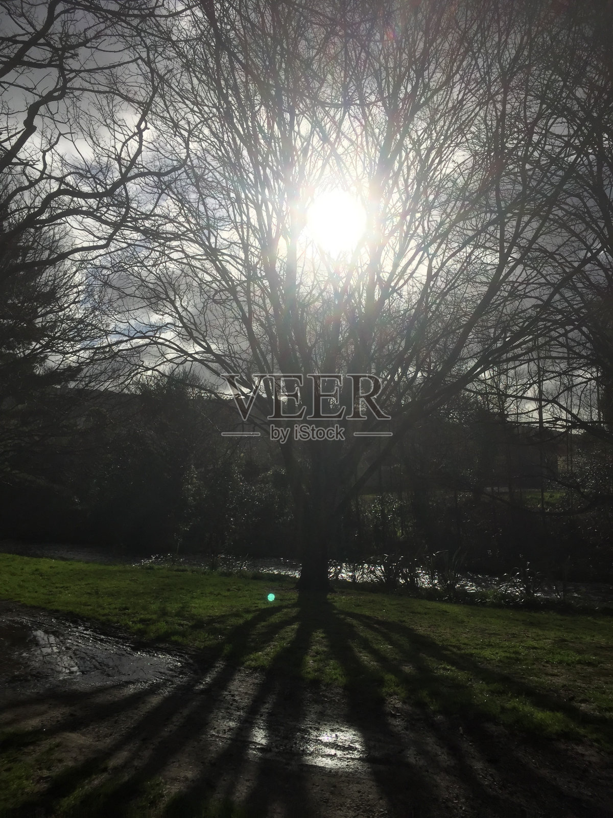 阳光透过树的倒影照片摄影图片