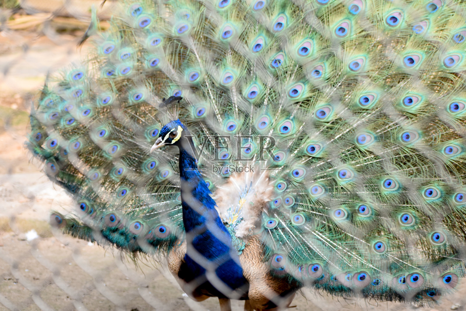 动物园里的孔雀或印度孔雀照片摄影图片