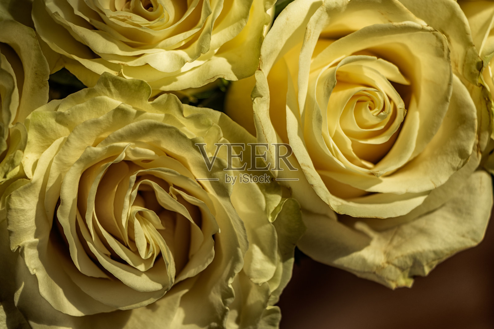 花束，白玫瑰插花，特写。照片摄影图片