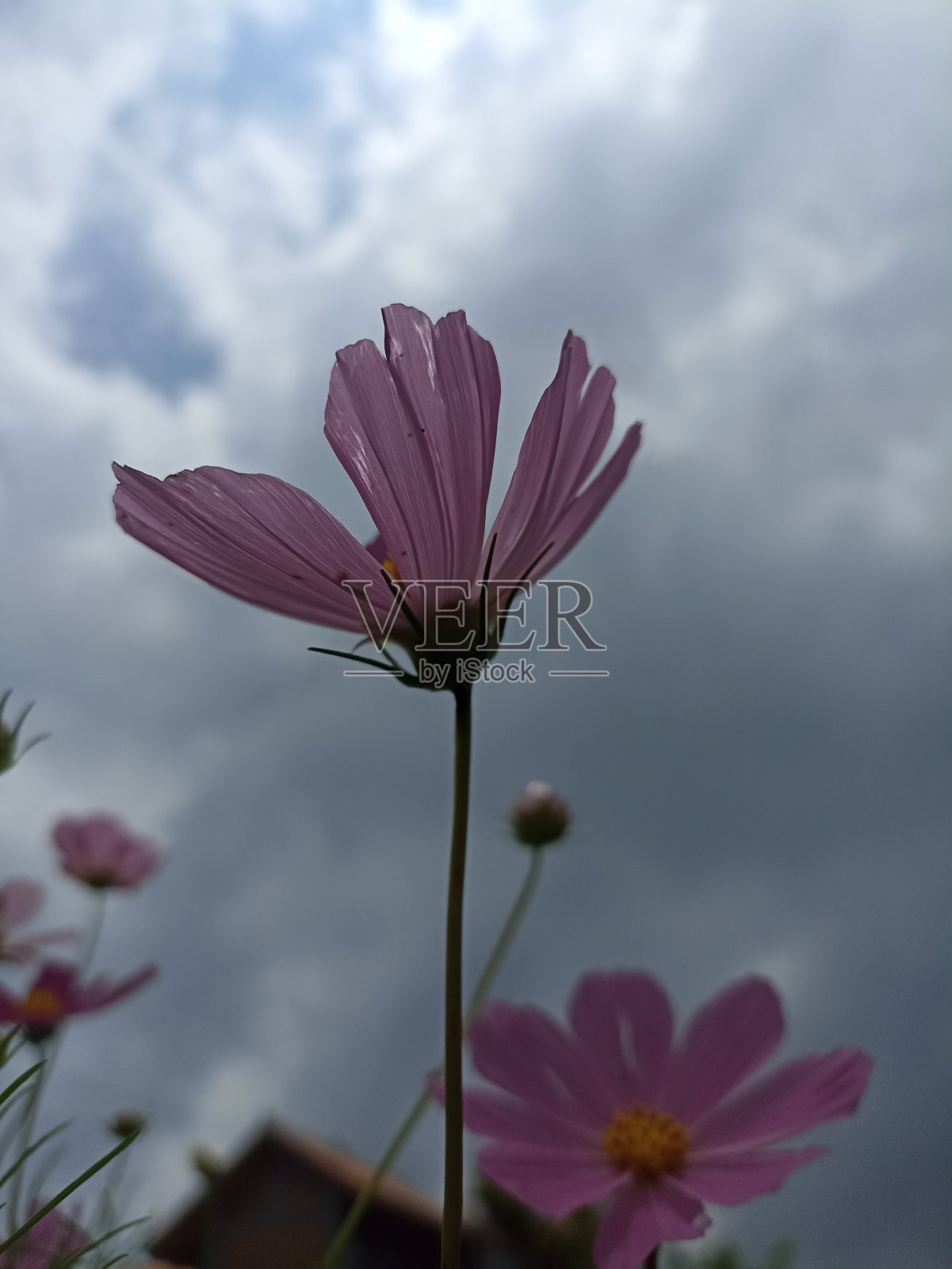 粉红色的波斯菊在花园中以灰蓝色的天空为背景。照片摄影图片