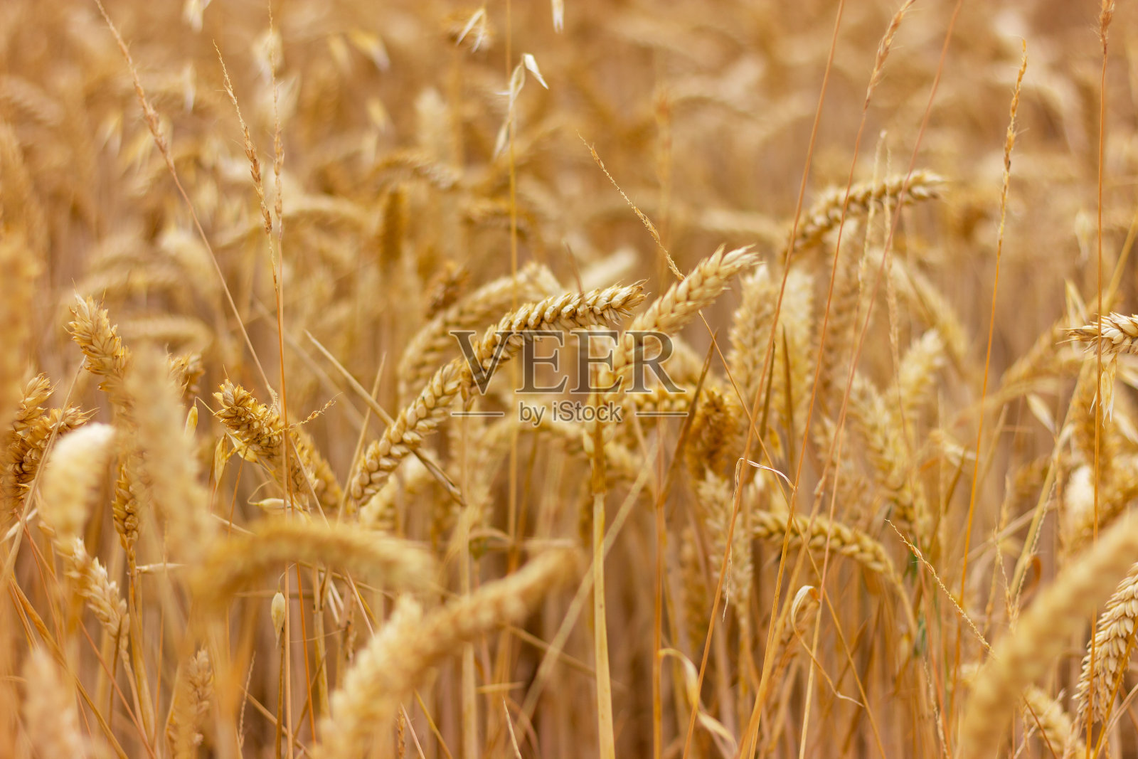 麦田的特写。自然背景、收获、耕作、谷物。照片摄影图片