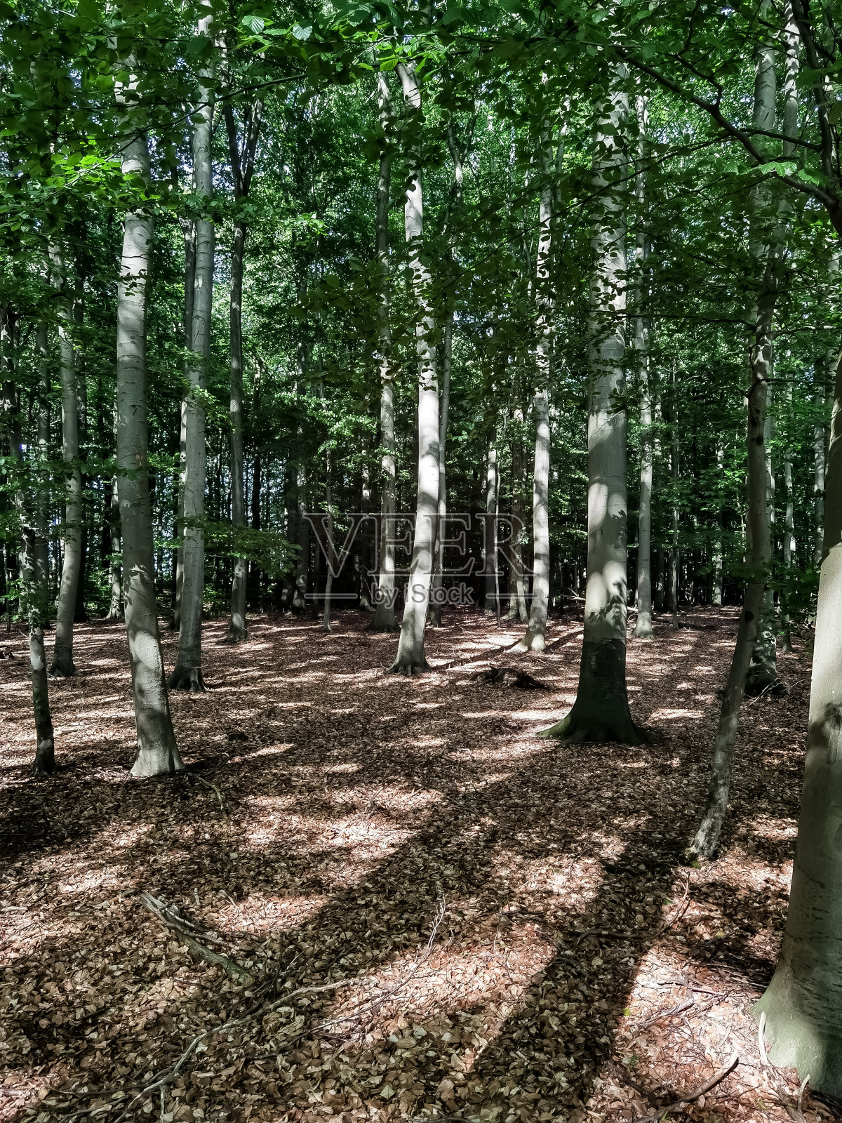 德国夏天的森林照片照片摄影图片