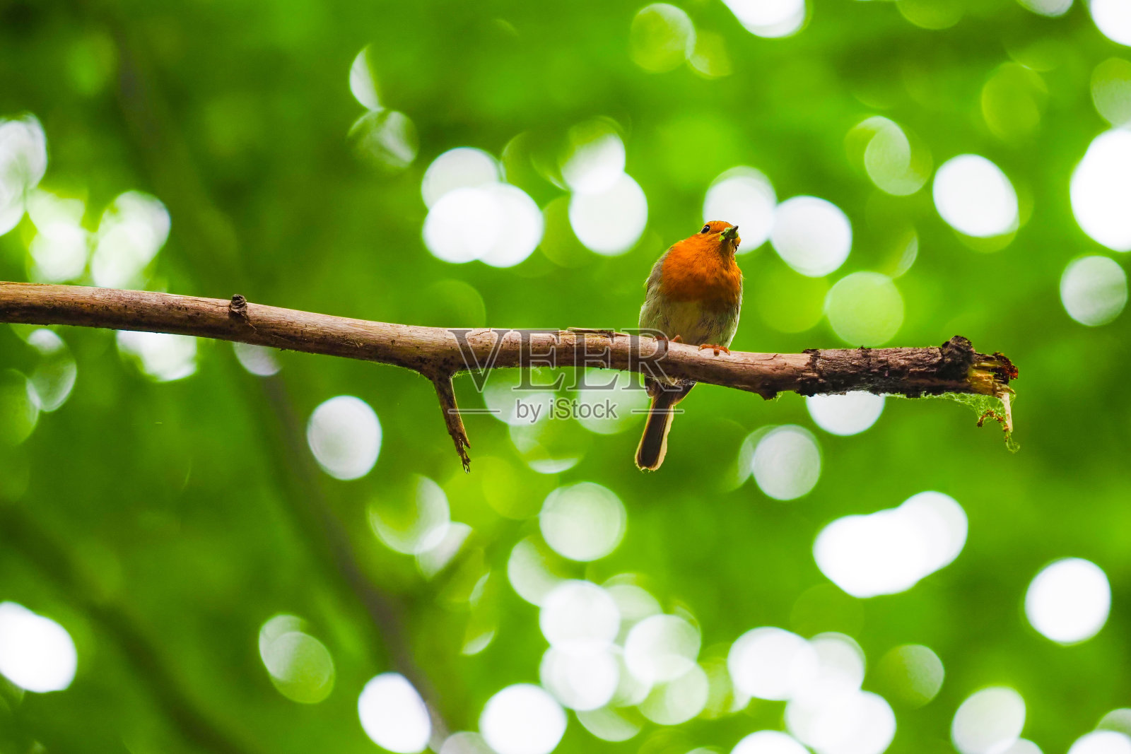 欧洲知更鸟，美丽的小小鸟，橙色的喉咙，坐在树枝上，嘴里衔着毛毛虫，来自大自然的场景照片摄影图片