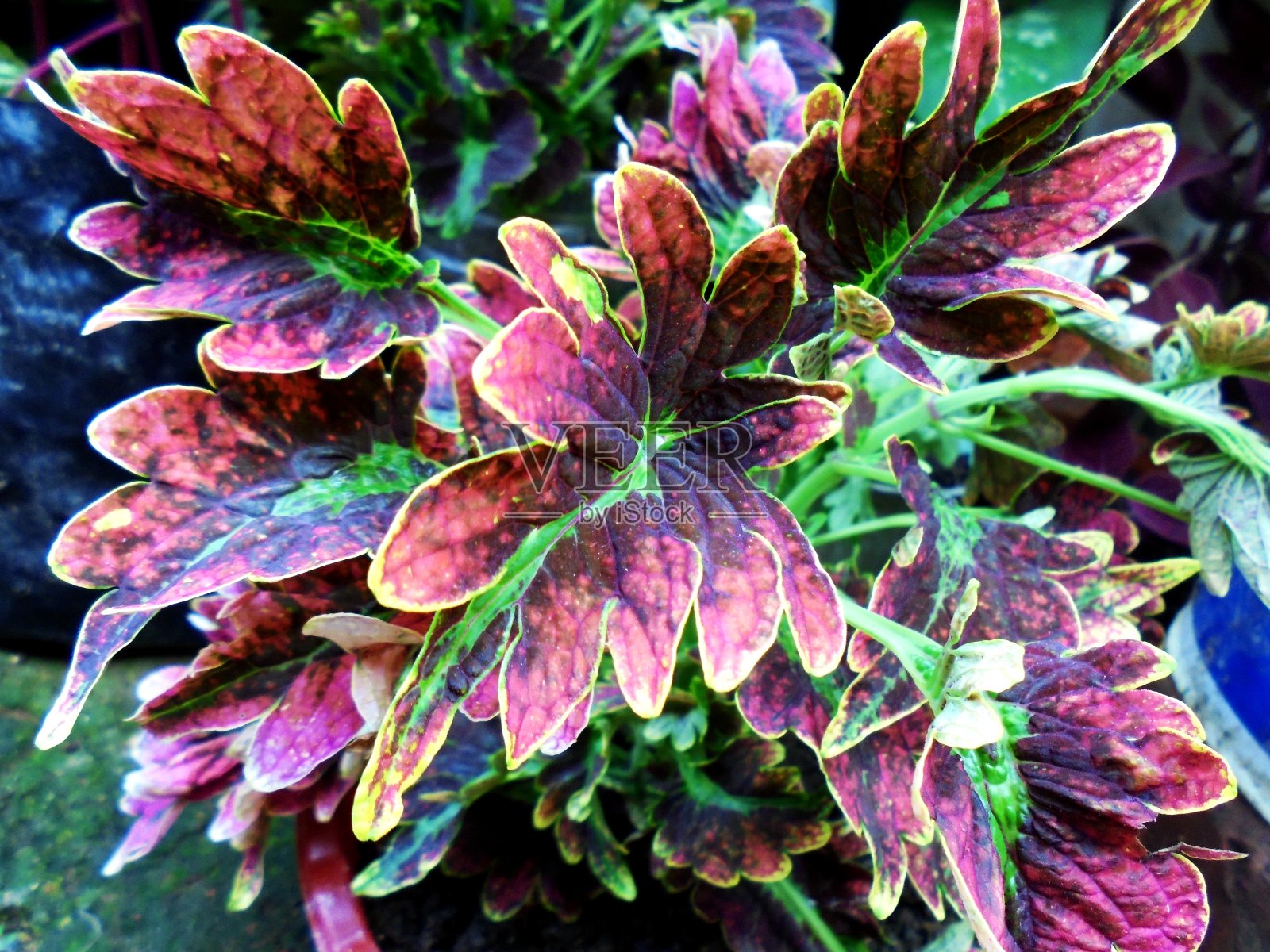 米亚纳工厂照片摄影图片