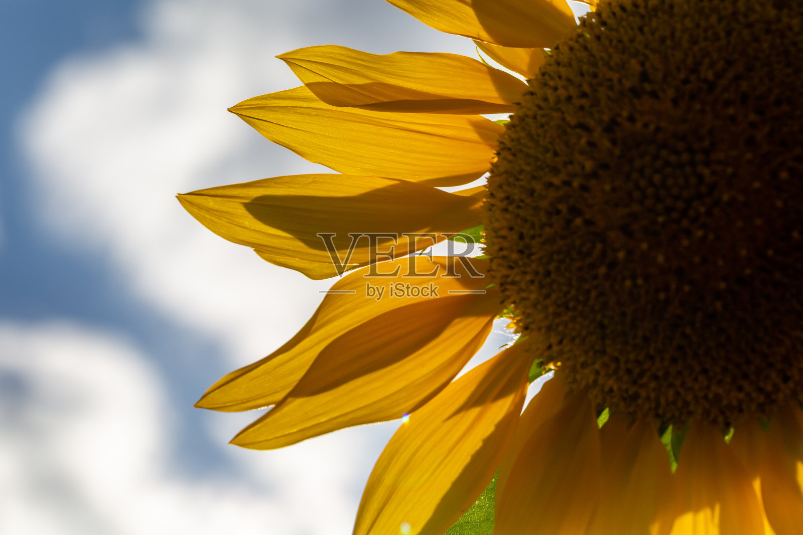 盛开的向日葵在蓝天的背景特写在一个夏天的晴天。照片摄影图片