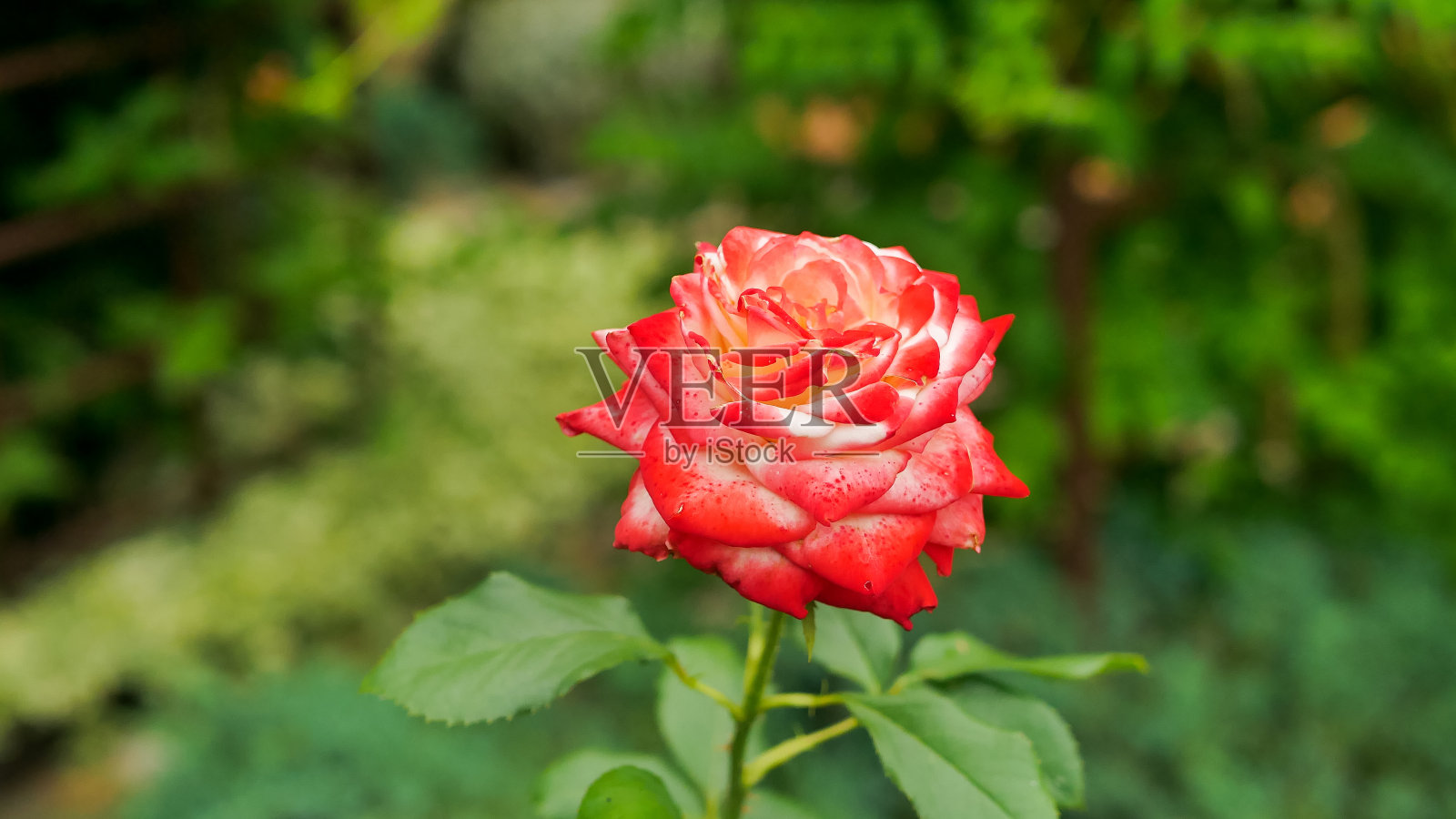 美丽的红配白多色火玫瑰花冠在绿色的花园中，外饰照片摄影图片