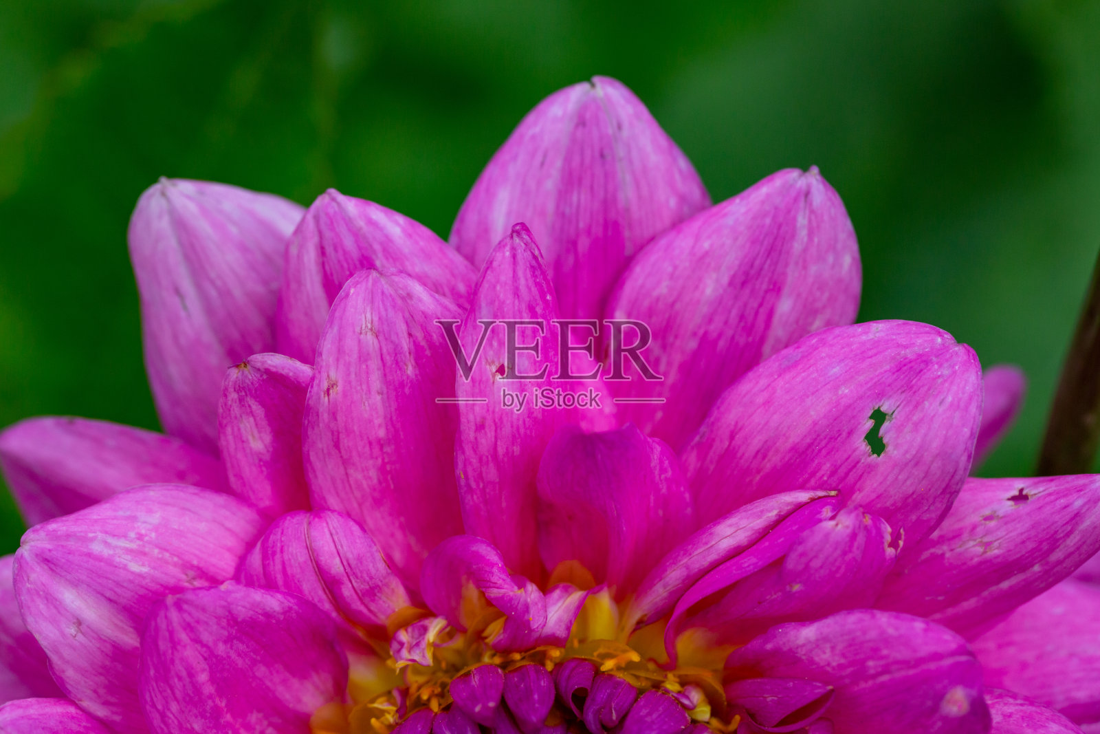 盛开的粉红色大丽花微距摄影在一个夏天的晴天。照片摄影图片