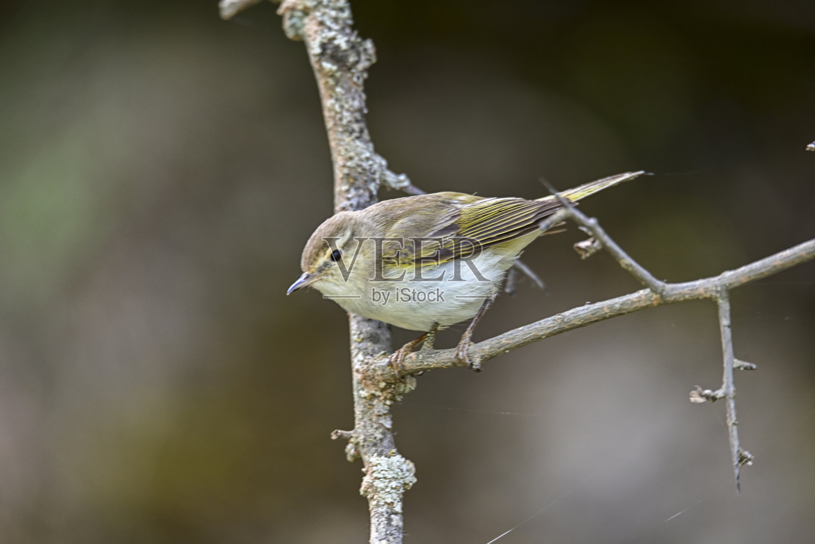 毛茛-常见的蚊帐是一种雀形目鸟类在毛茛科照片摄影图片