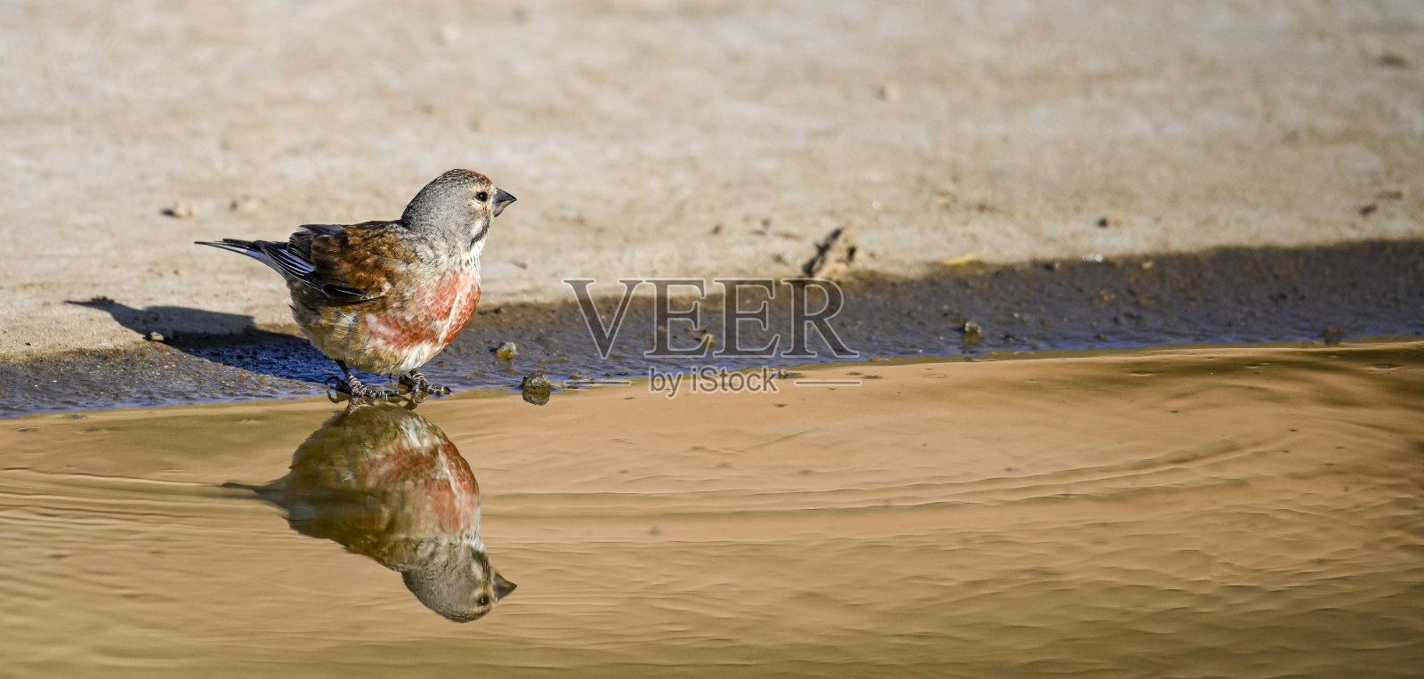 常见的石榴石或大麻Linaria大麻，雀形目鸟类的羽绒科照片摄影图片