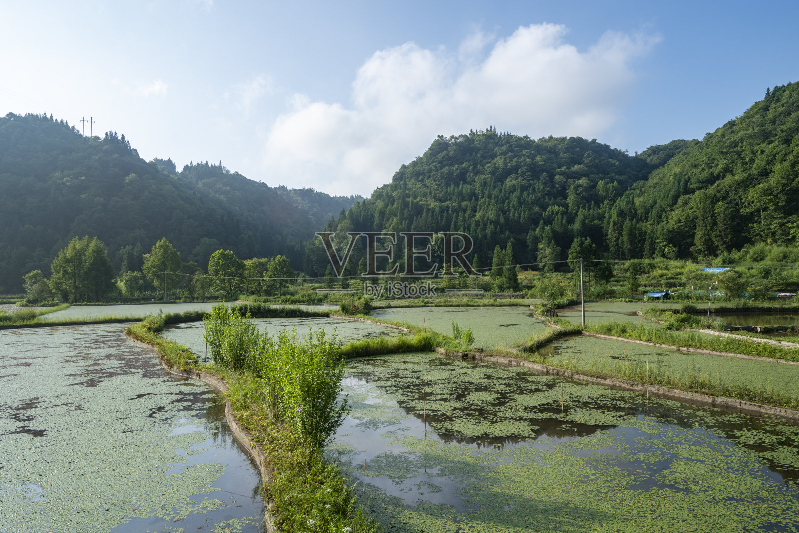 农民们正在地里摘庄稼照片摄影图片