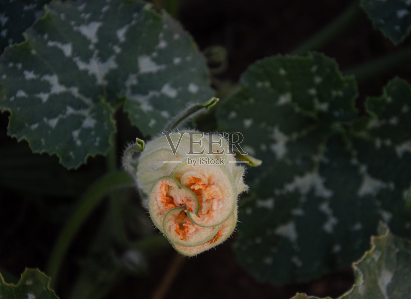 家庭菜园生产的纯素食品照片摄影图片