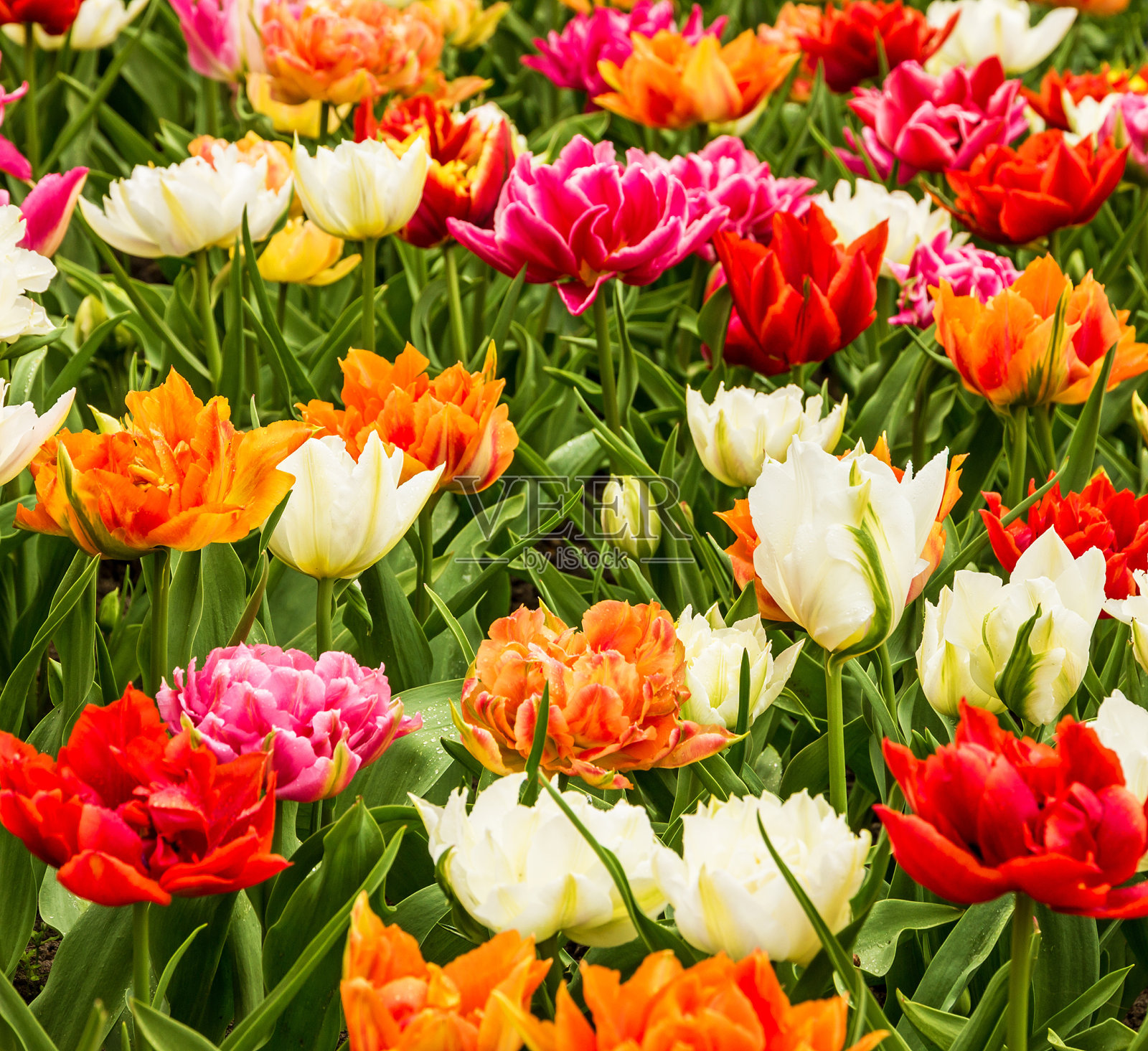 郁金香和风信子花坛，荷兰，库肯霍夫公园照片摄影图片