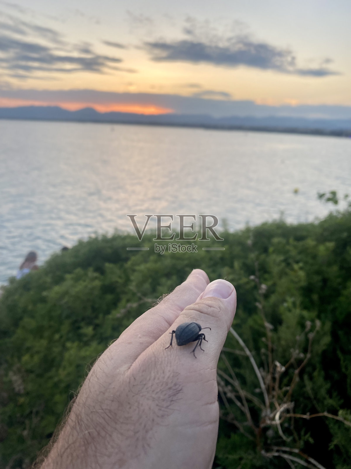 在西班牙的科斯塔达拉达，黑甲虫在夕阳下手牵着手走着。照片摄影图片