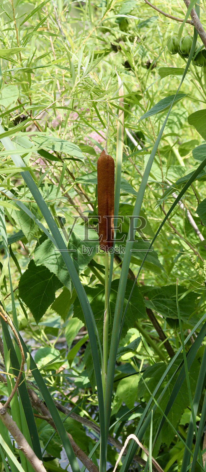 布朗香蒲照片摄影图片