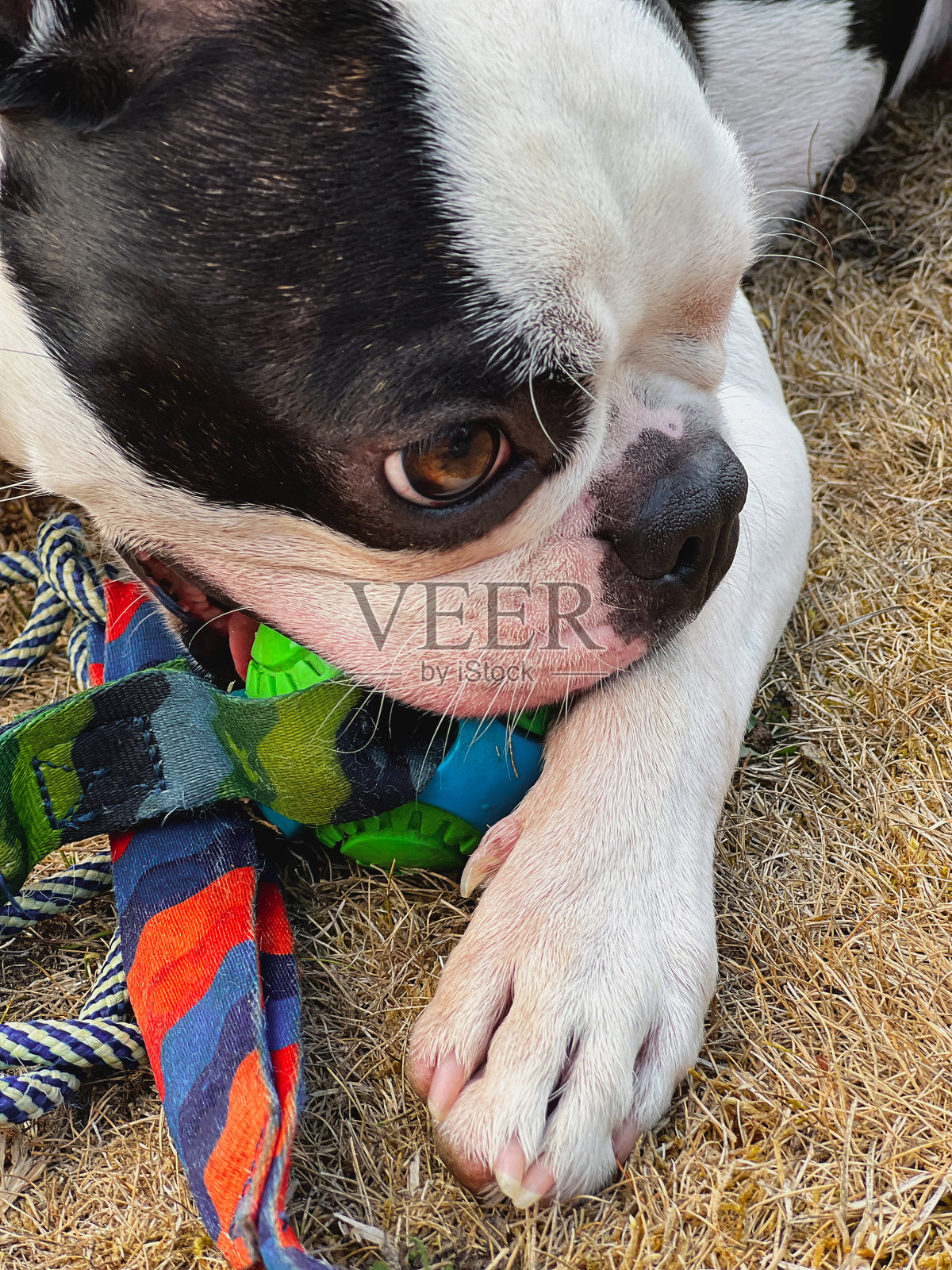 波士顿梗狗靠近她咀嚼一个玩具，而躺在干草上。照片摄影图片