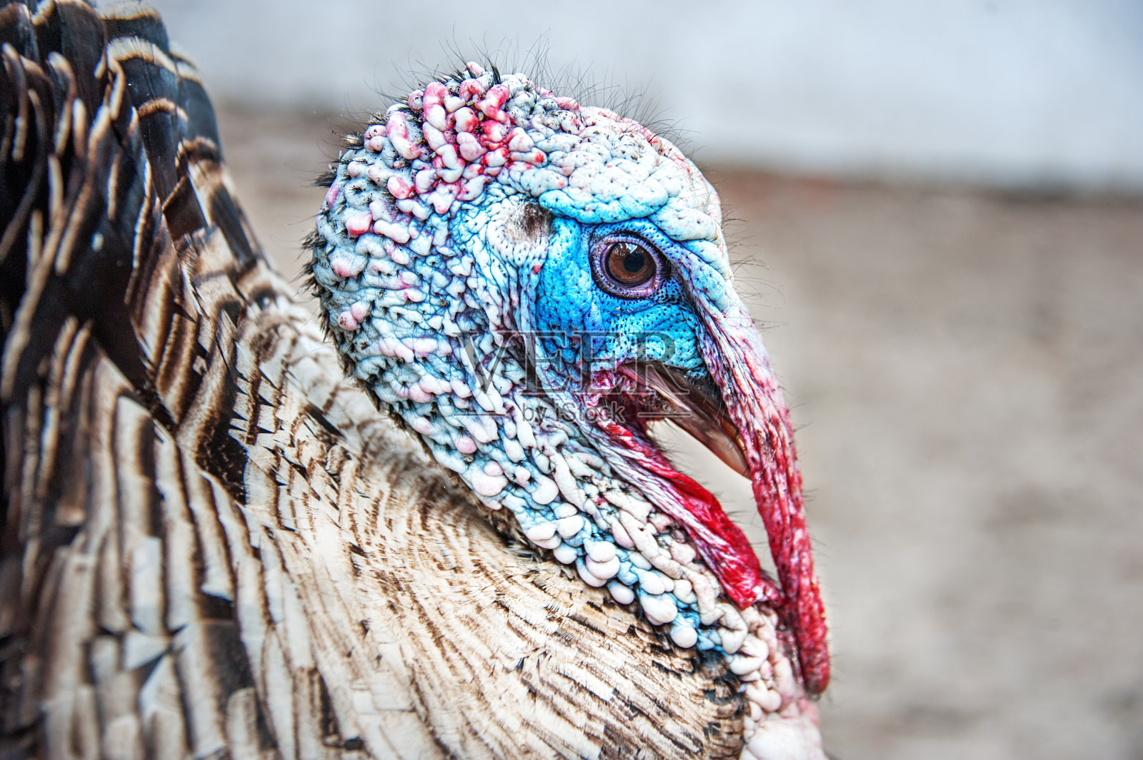火鸡鸟特写肖像。鸟头的详细画像照片摄影图片