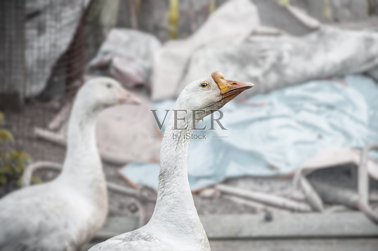 有一群鸟的自由放养养鸭场。鸭子、鹅和公鸭在农场周围散步。近距离照片摄影图片