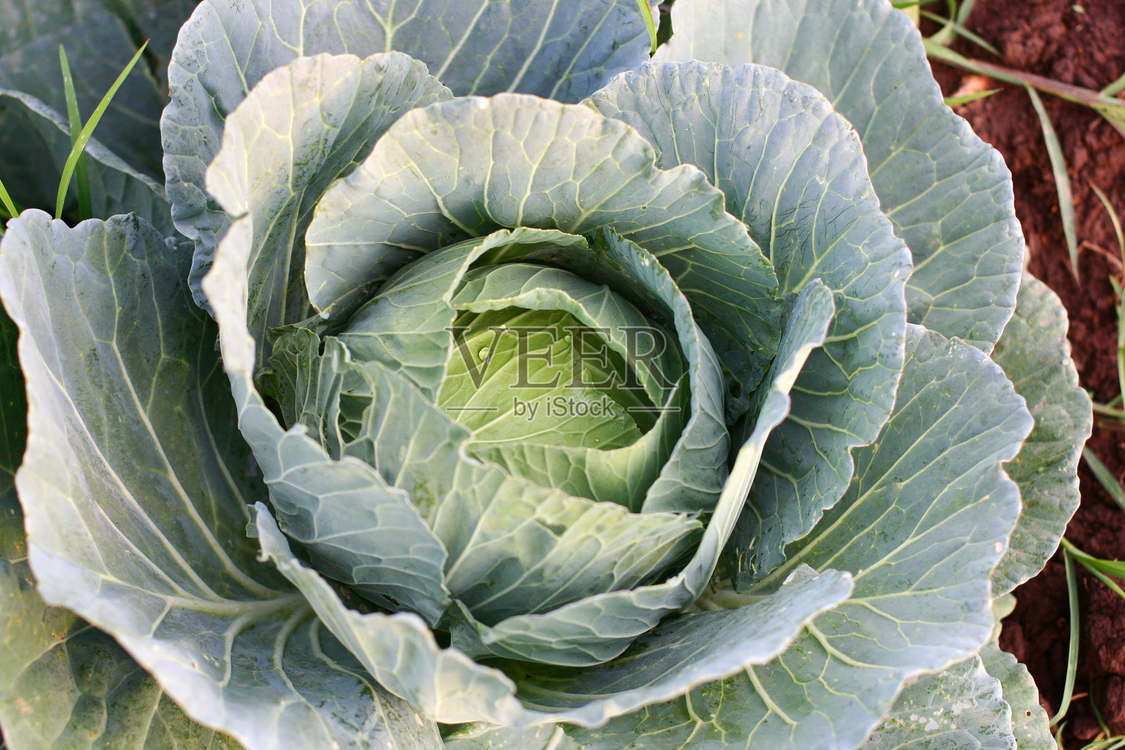 在泰国的棕色土壤为背景的菜地中绿色卷心菜的特写。照片摄影图片