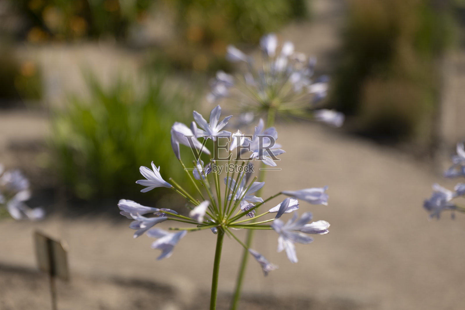 帕多瓦植物园，植物和花卉标本。照片摄影图片