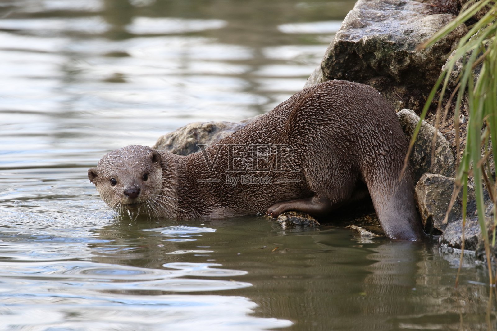水獭照片摄影图片