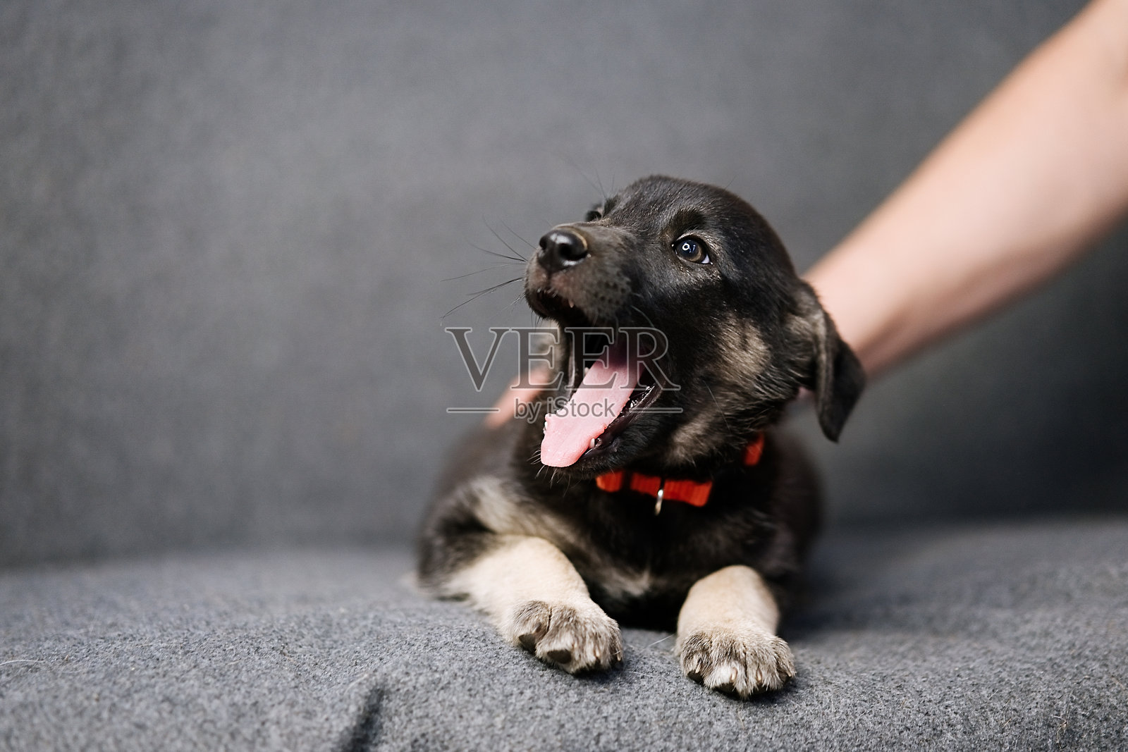 沙发上的小狗照片摄影图片