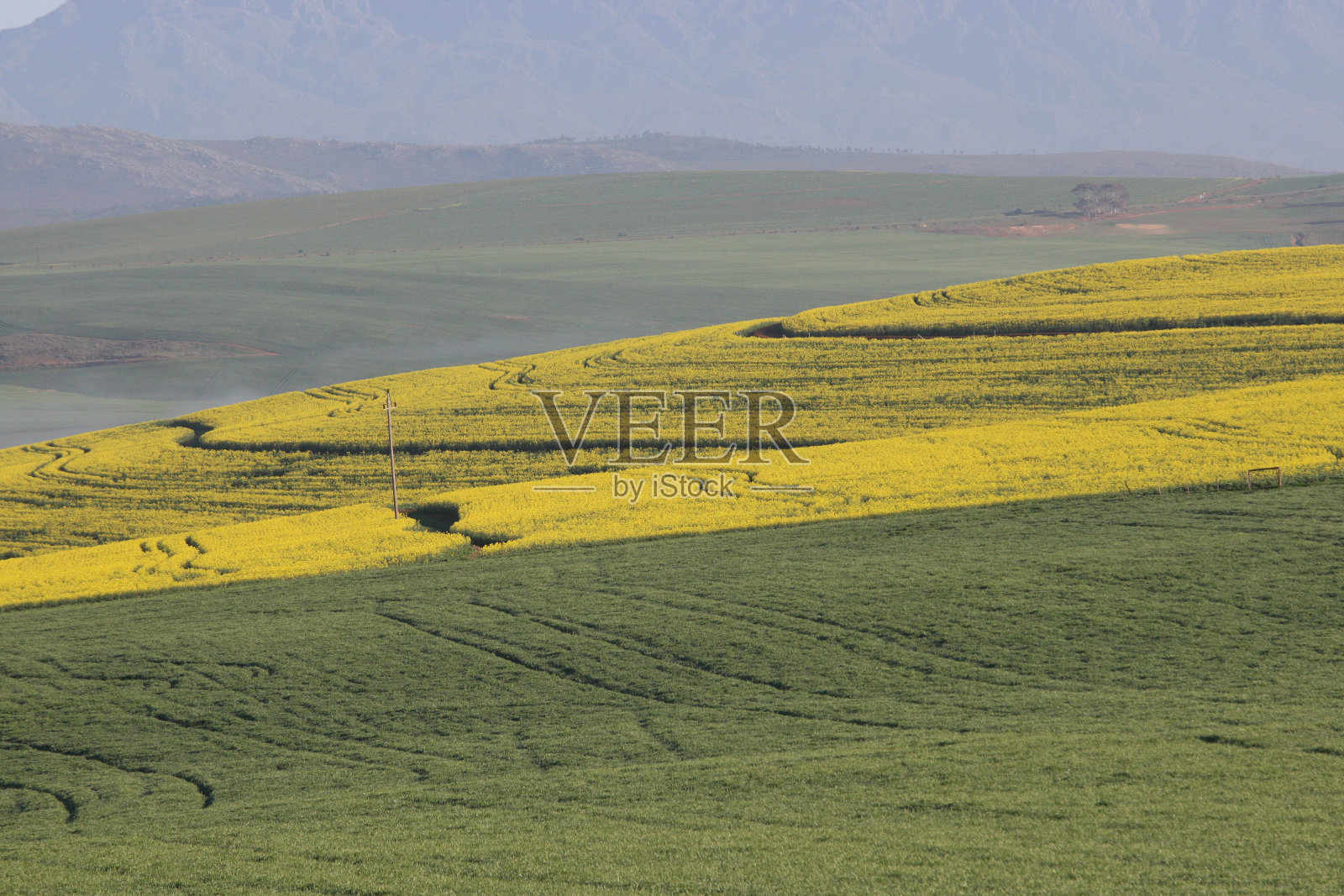 南非西开普的油菜籽田照片摄影图片