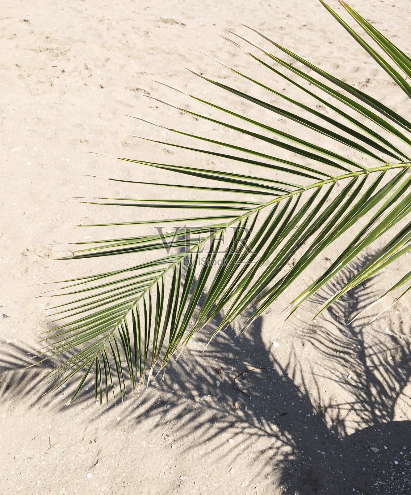 棕榈叶和沙子照片摄影图片