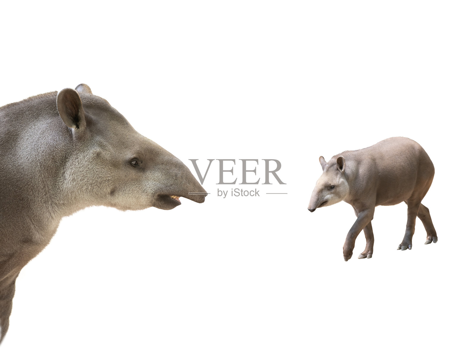 貘孤立在白色背景照片摄影图片