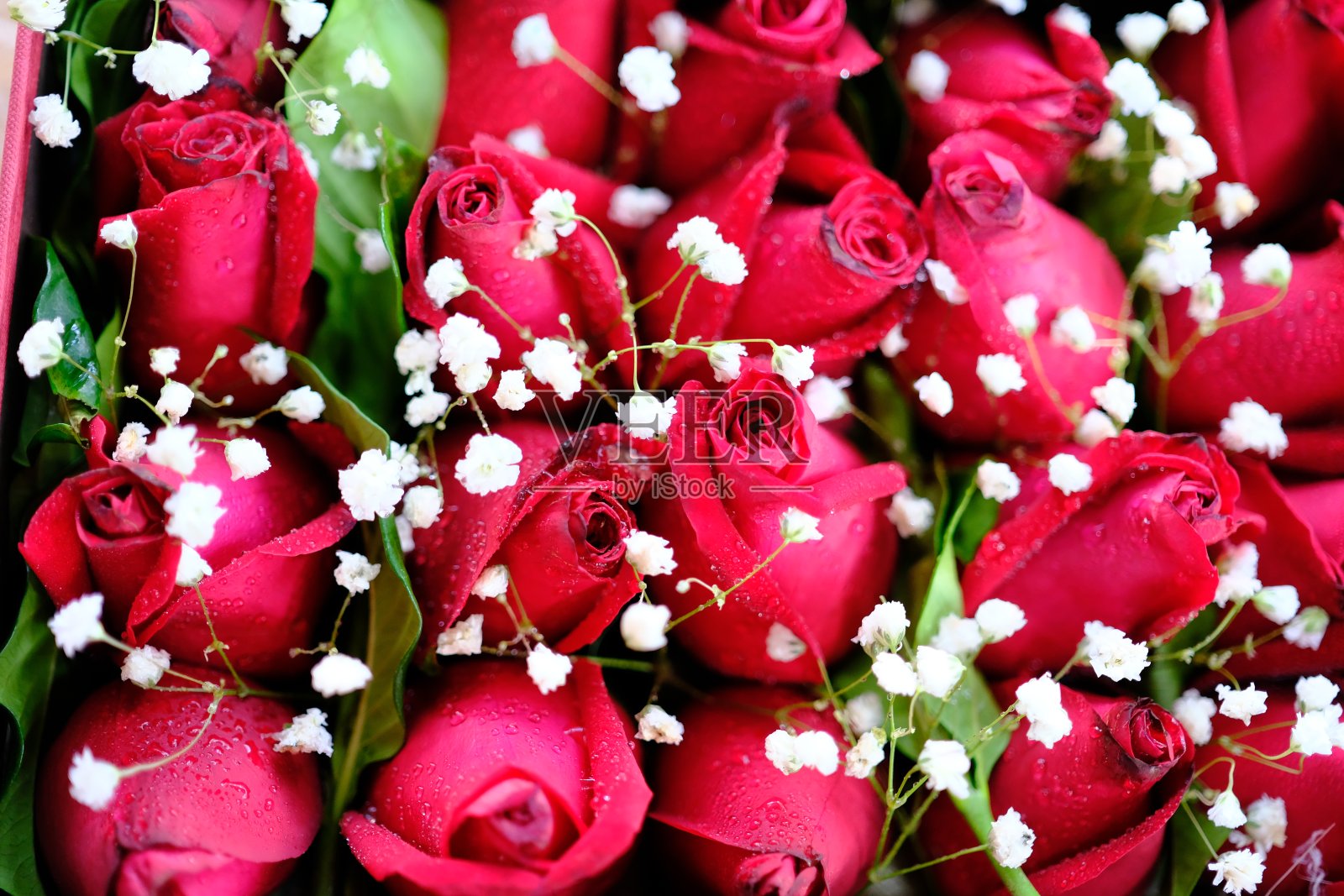 红玫瑰送给你的爱照片摄影图片