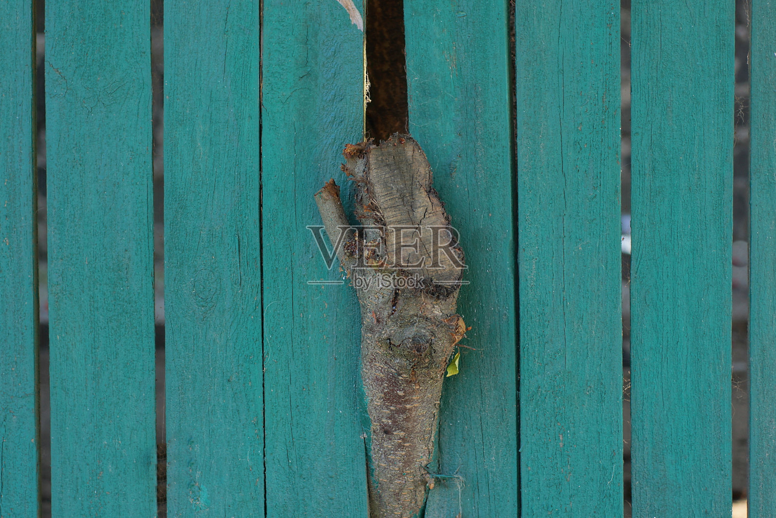 木质纹理的绿色围墙和灰色树枝照片摄影图片