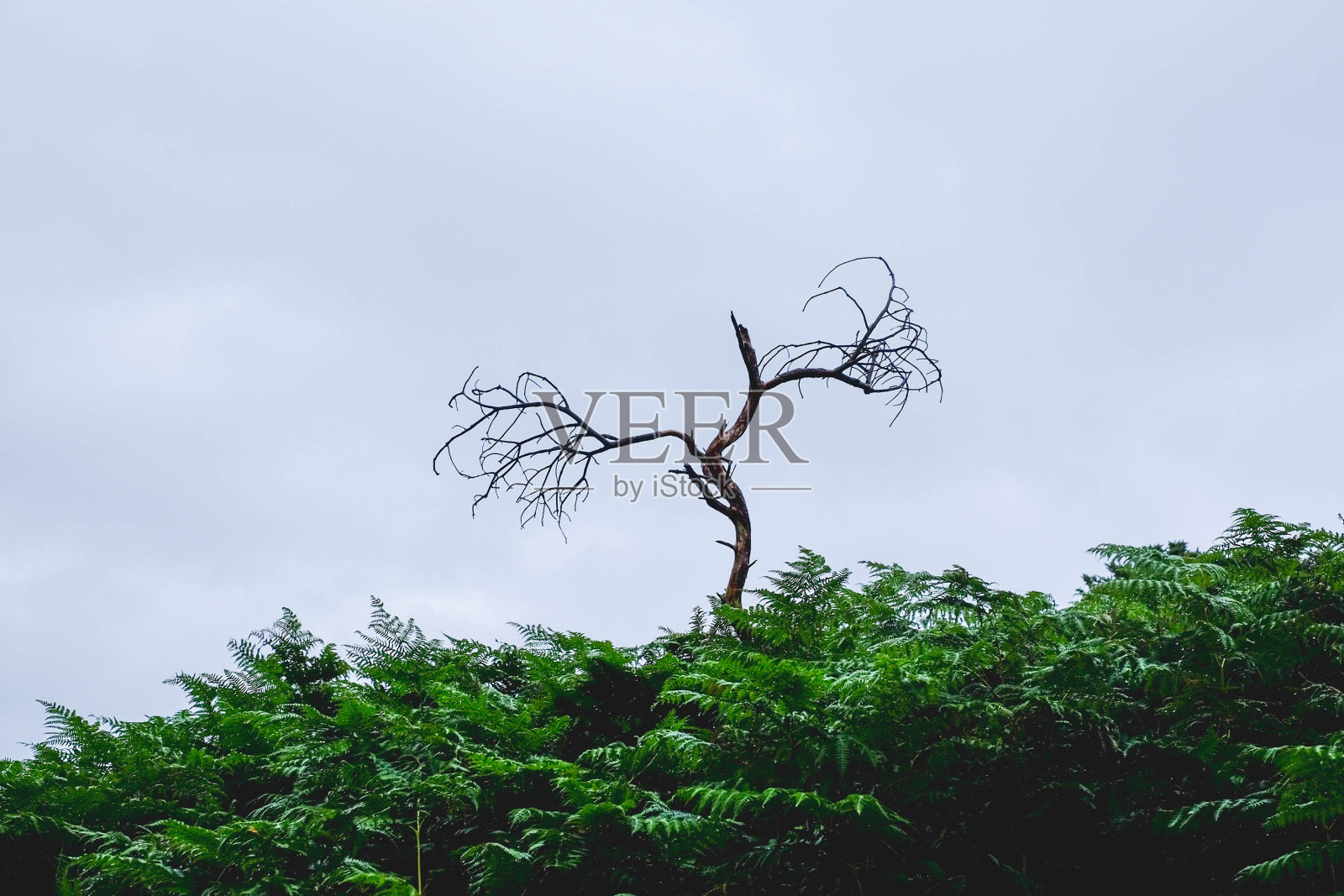 布雷景观照片摄影图片