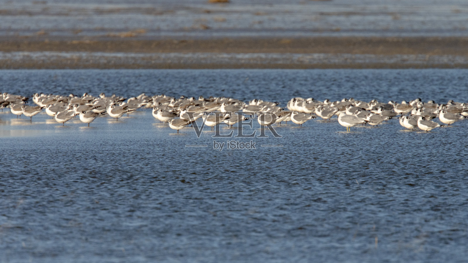 富兰克林的海鸥照片摄影图片