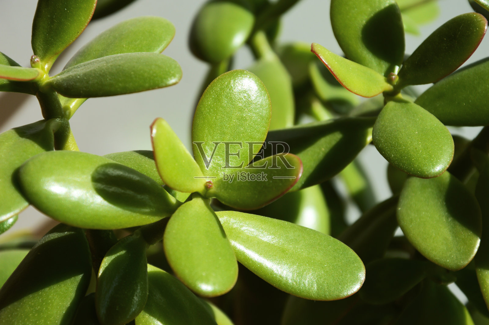 室内盆栽花多肉，叶厚，绿色植物。设计背景。照片摄影图片